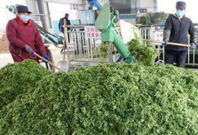大量幾百噸廢棄菜葉回收利用生產(chǎn)工藝，果蔬垃圾廢菜葉怎么處理？